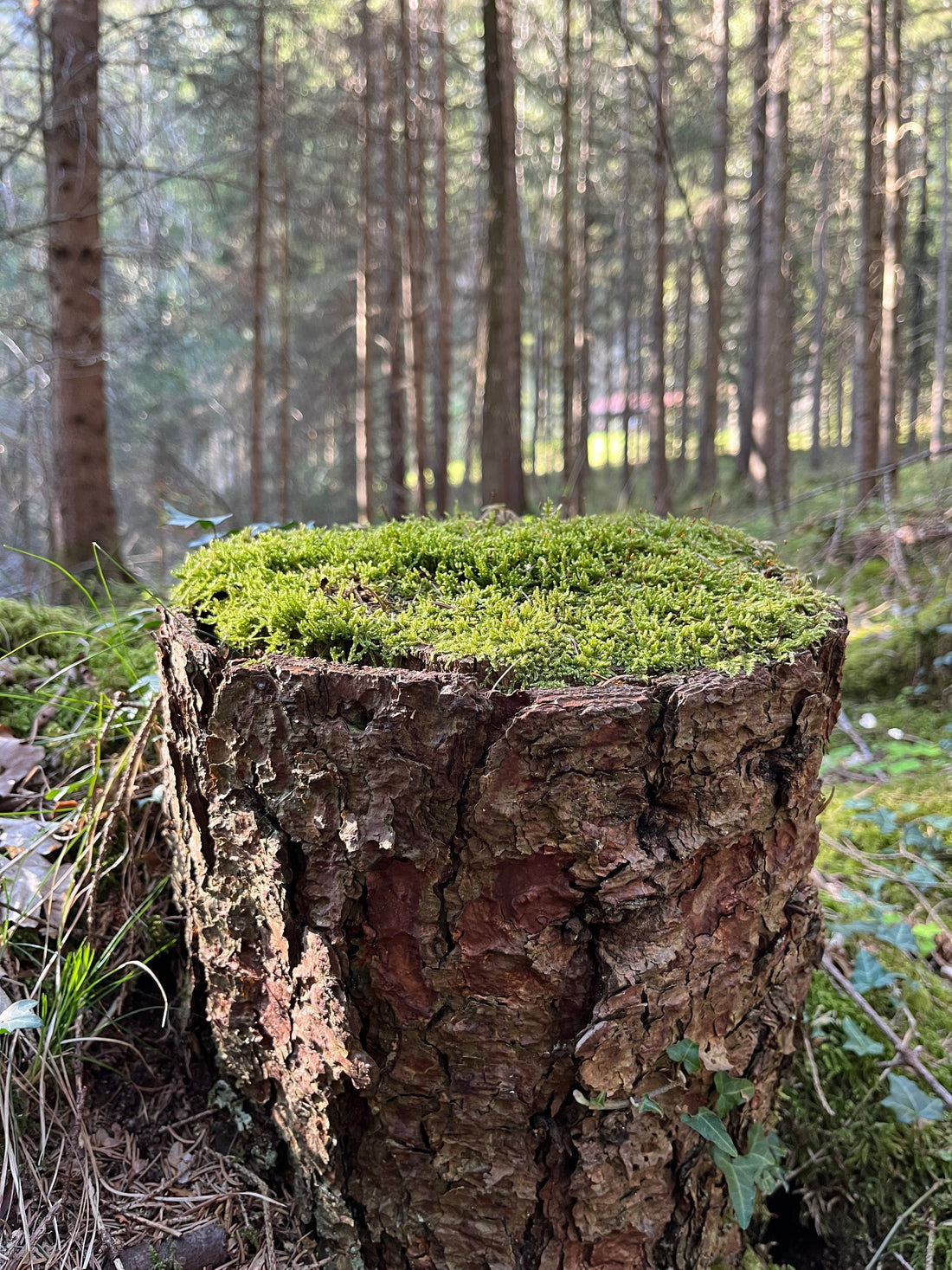 Baumstumpf mit Moosbewuchs im Wald