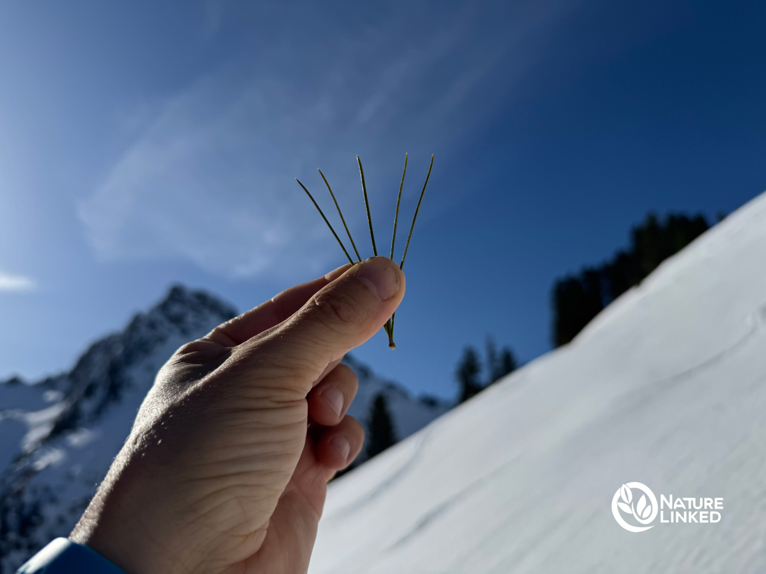 Zirbennadeln in einer Hand vor alpiner Landschaft – Wahrnehmung von Zirbenholz in der Natur