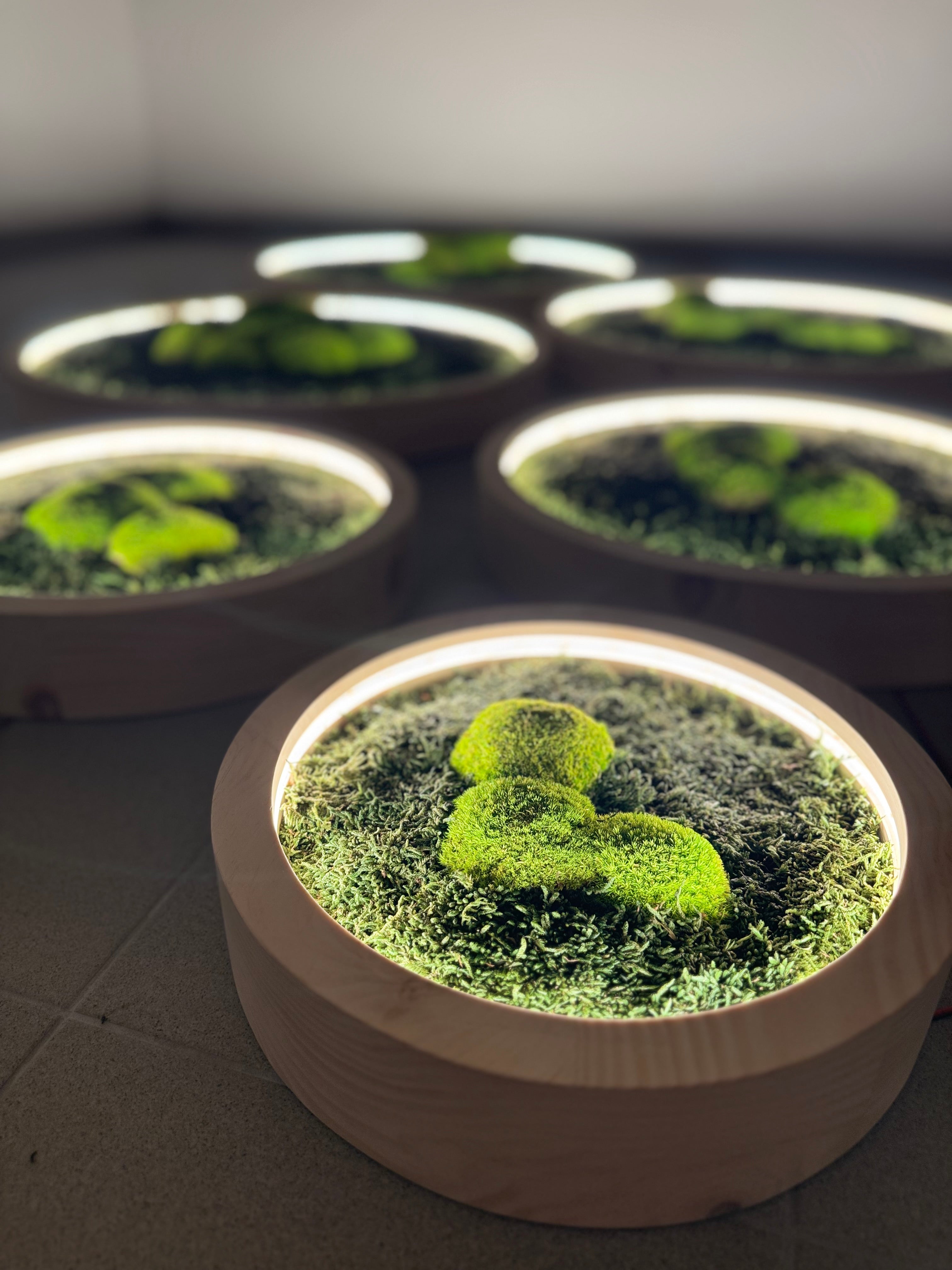 Aura Lichtobjekt mit beleuchteter Moosstruktur